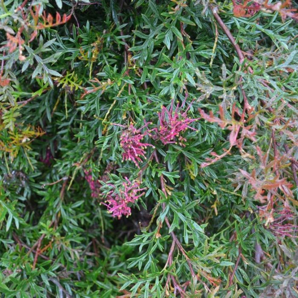 Grevillea Bronze Rover 140mm