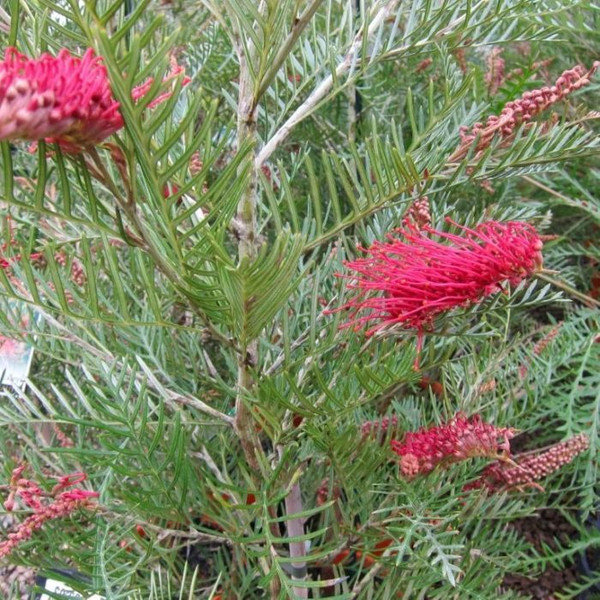 Grevillea hookeriana 8in  200mm