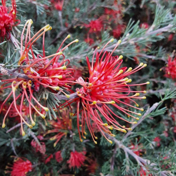 Grevillea Humifusa 'Red Rambler' 140mm