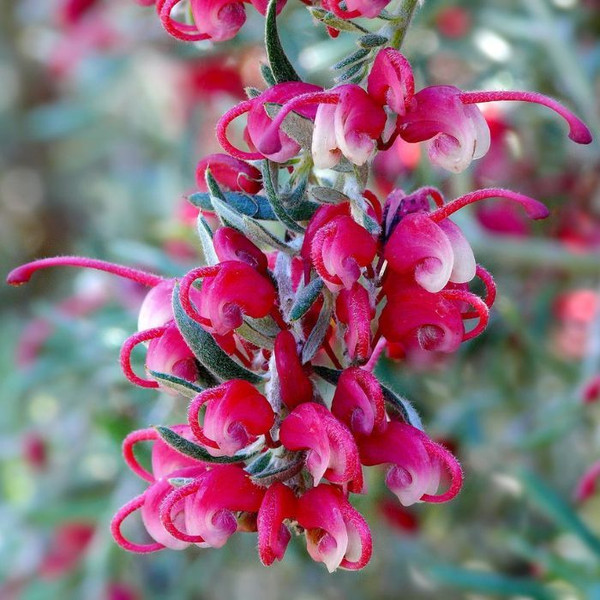 Grevillea Lavandulcea 'Emily' 140mm