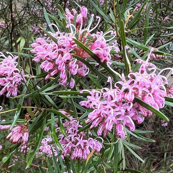 Grevillea sericea 'Collaroy Plateau' 140mm
