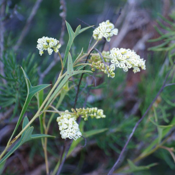 Grevillea Synapheae (Fine Leaf Form) 140mm