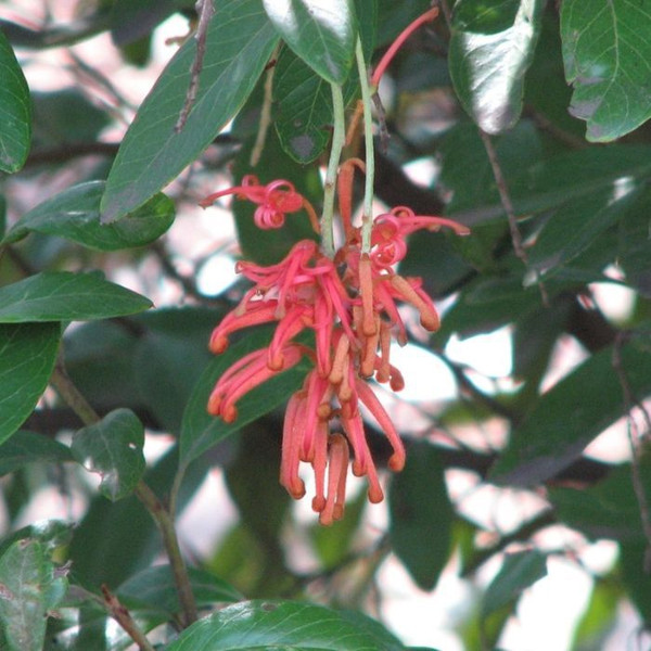 Grevillea victoriae 'Murray Queen' 140mm