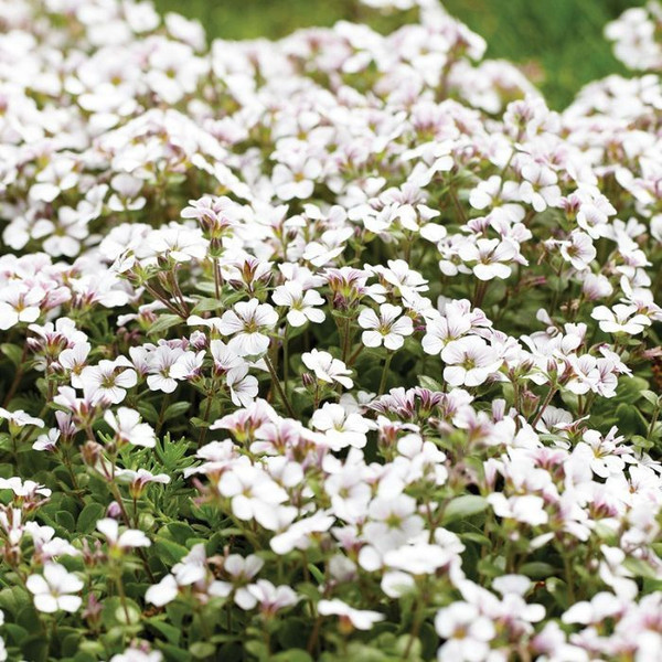 Gypsophila Cerastioides 140mm