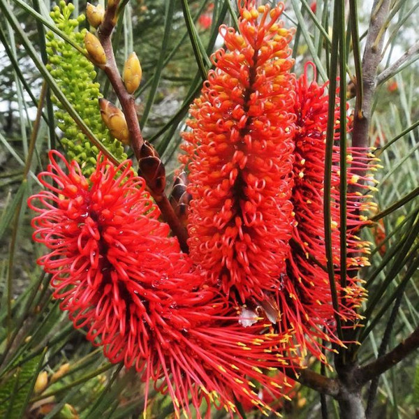 Hakea bucculenta 140mm