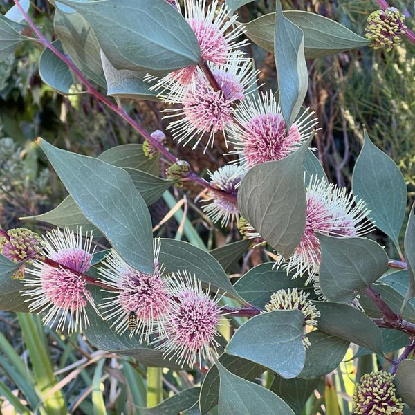 Hakea petiolaris subsp. 'Anugusta' 140mm