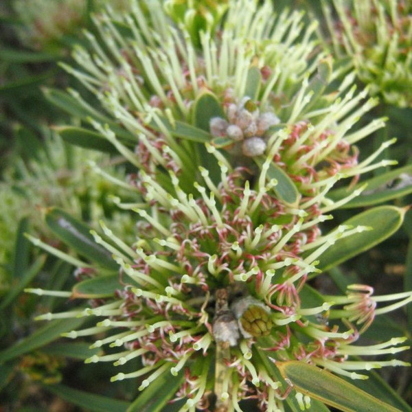 Hakea corymbosa 140mm