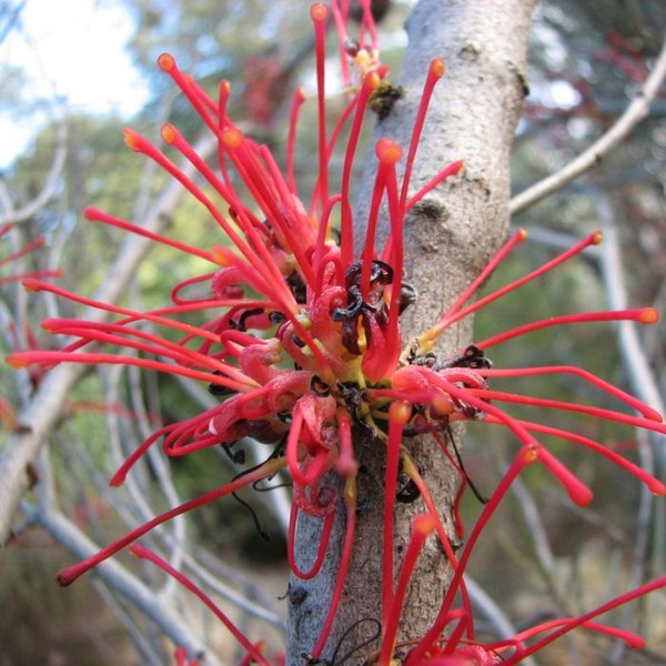 Hakea orthorrhyncha 140mm