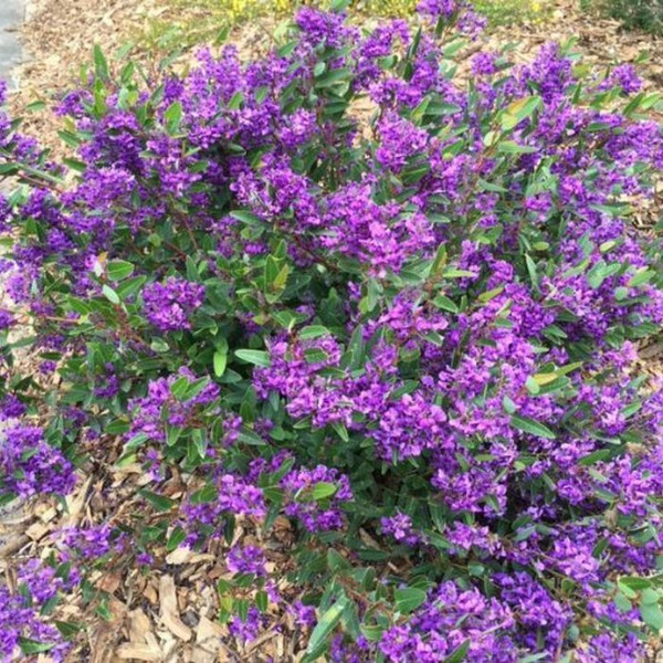 Hardenbergia violacea 'Mini-Haha' 140mm