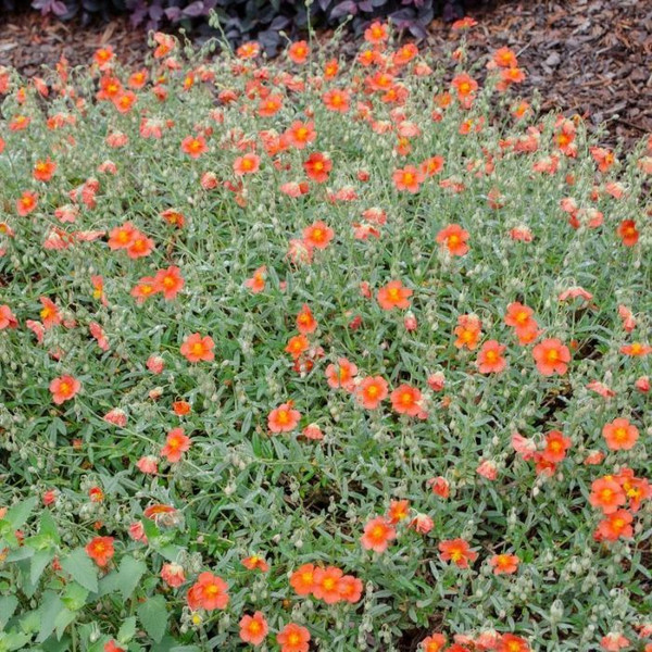 Helianthemum 'Fire Dragon' Sunrose 140mm