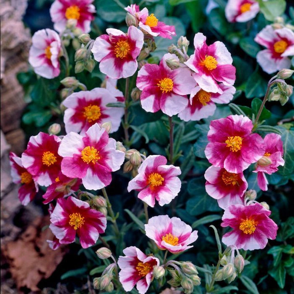 Helianthemum 'Raspberry Ripple' 140mm