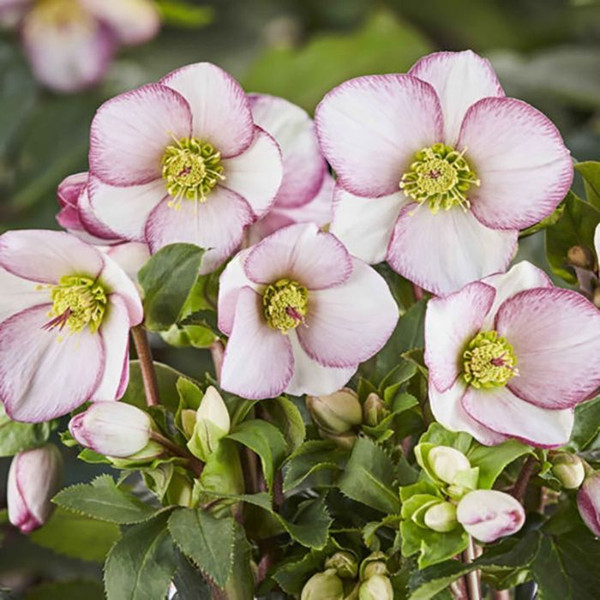 Helleborus X Glandforensis 'Ice N Roses' Picotee 7in  175mm