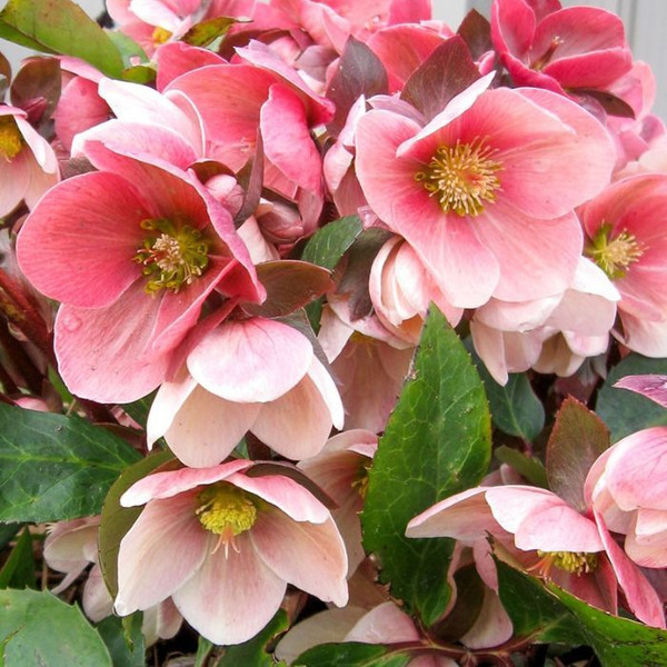 Helleborus 'Pink Frost' 7in  175mm
