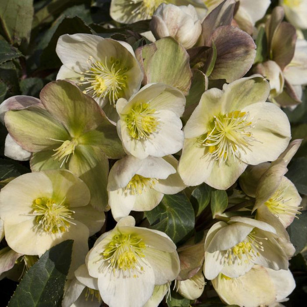 Helleborus niger 'Hgc Marlon' 7in  175mm