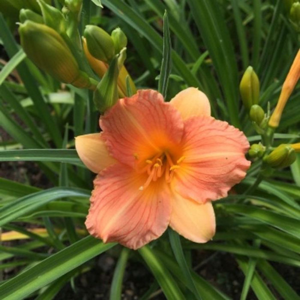 Hemerocallis 'Stella Tangerine' 140mm