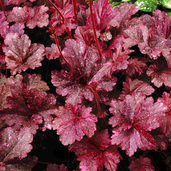 Heuchera 'Midnight Rose' 140mm