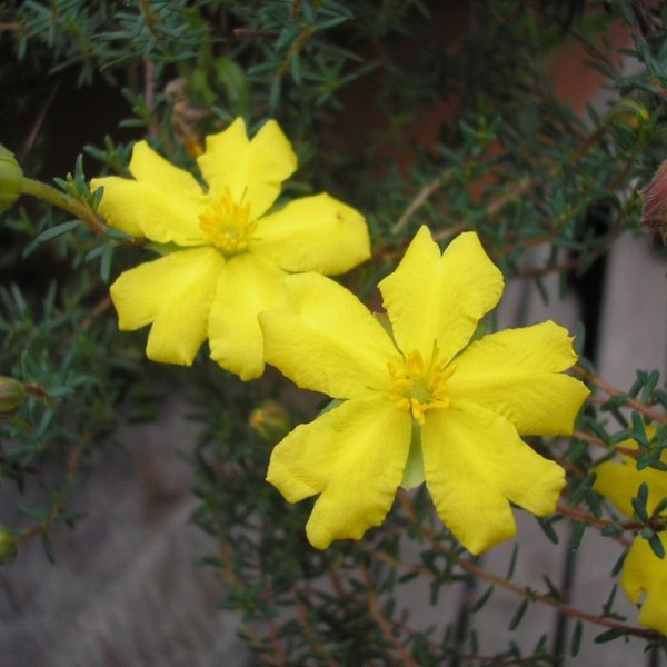 Hibbertia aff pedunculata 'Boomers Sun Drops' 140mm