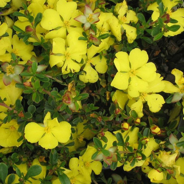 Hibbertia obtusifolia 140mm
