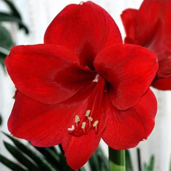Hippeastrum Amaryllis 'Merry Christmas' 140mm