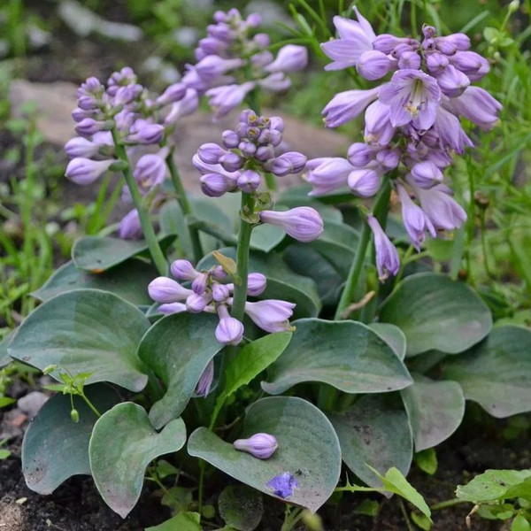 Hosta 'Blue Mouse Ear' 140mm