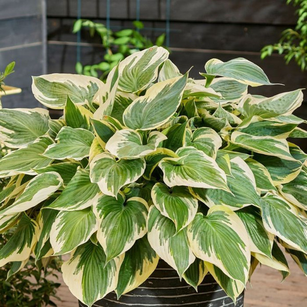 Hosta 'Hi-Class' 140mm