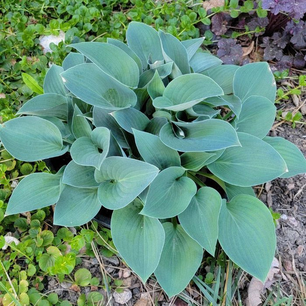 Hosta 'Pacific Blue' 140mm