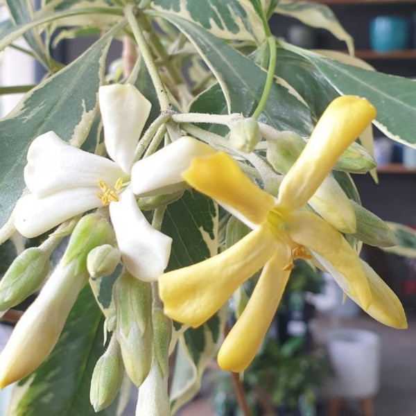 Hymenosporum Flavum Var. 'Gold Halo' 180mm