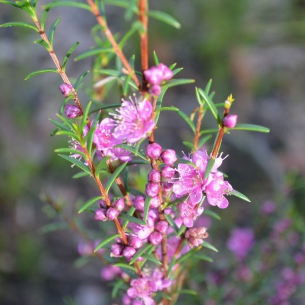 Hypocalymma robustum 140mm
