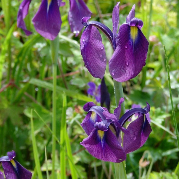 Iris ensata spontenea 180mm