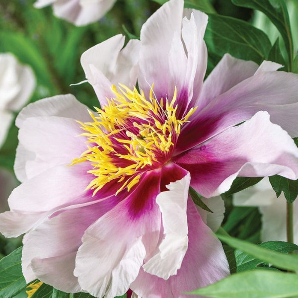 Itoh Peony 'Cora Louise' 10in 250mm