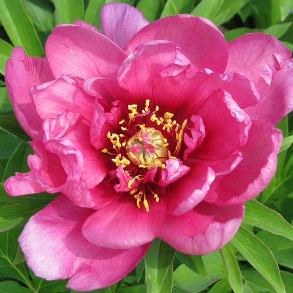 Itoh Peony 'Yankee Doodle' 10in 250mm
