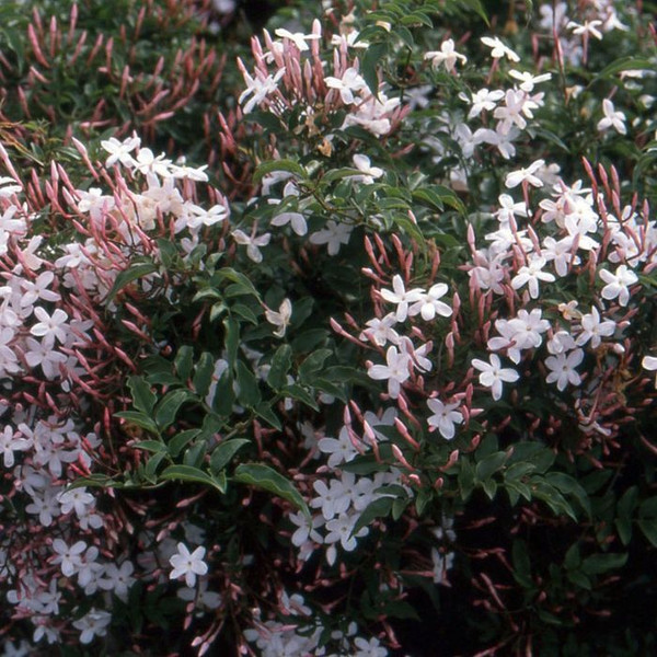 Jasminum polyanthum 140mm