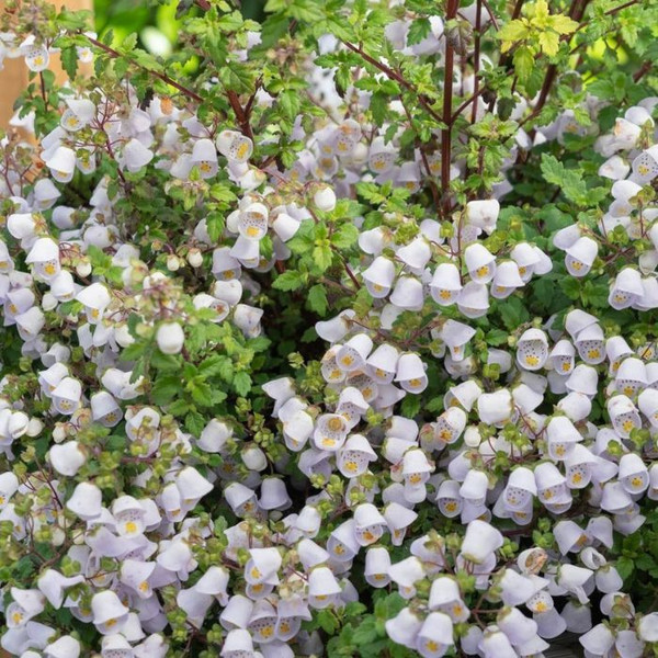 Jovellana 'Baby Bonnets' 140mm