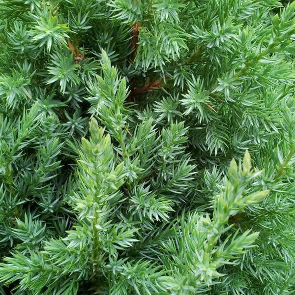 Juniperus chinensis Pyramidalis 140mm