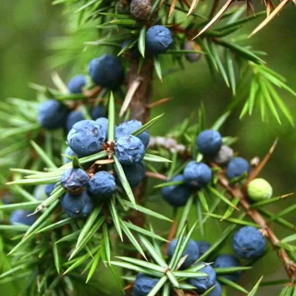 Juniperus communis 180mm
