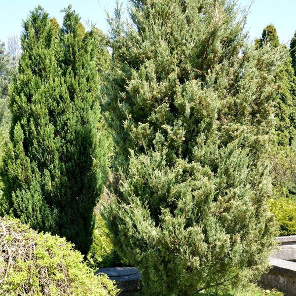 Juniperus virginiana Skyrocket 12in 300mm