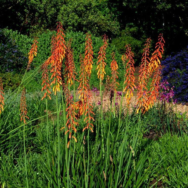 Kniphofia thomsonii var. snowdenii 180mm