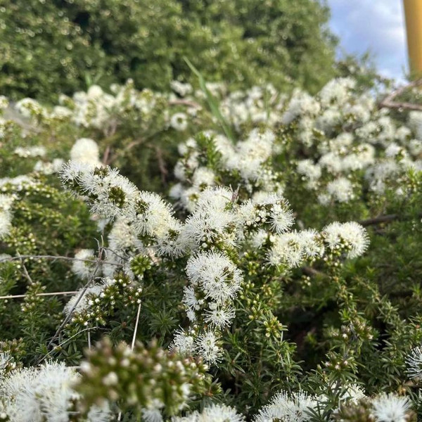 Kunzea ambigua 'Prostrate' 140mm