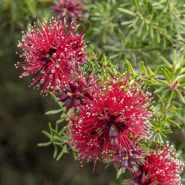 Kunzea baxteri 140mm