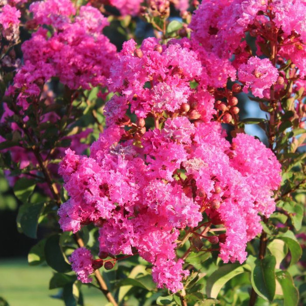 Lagerstroemia indica X fauriei 'Hopi' 8in  200mm