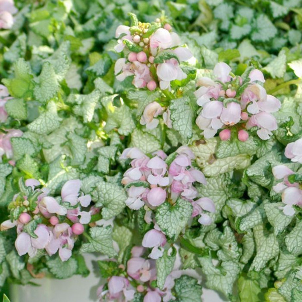 Lamium Candy Frost 140mm