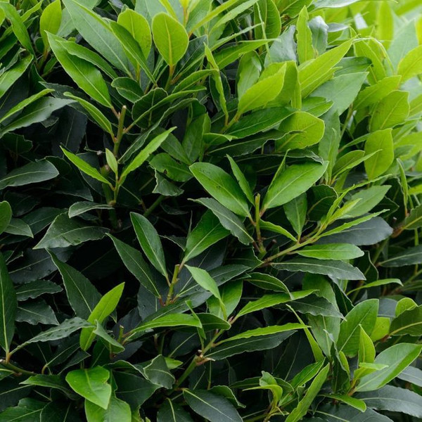 Laurus nobilis 140mm