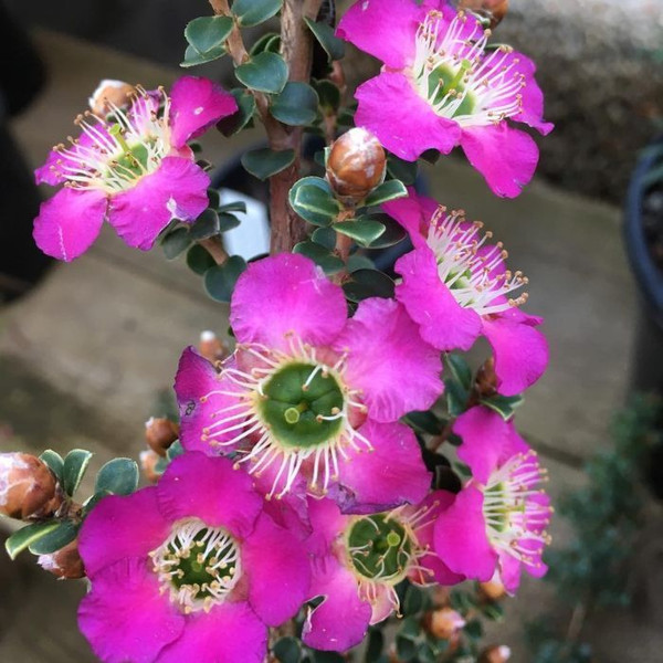 Leptospermum ''Purple Haze' 140mm