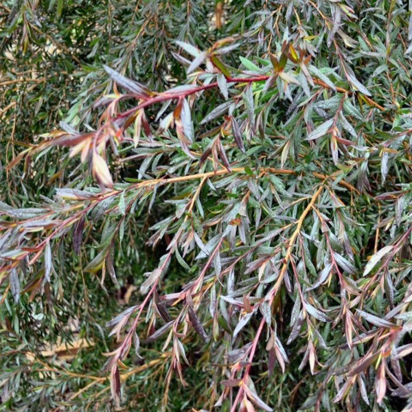 Leptospermum 'Copper Glow' 140mm