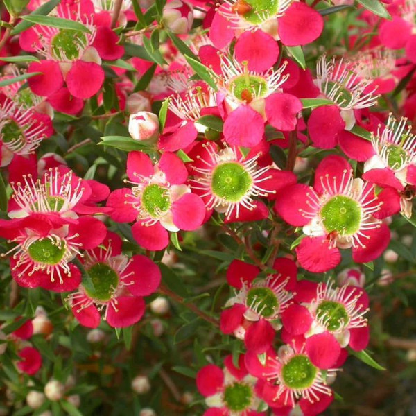 Leptospermum 'Outrageous' 140mm