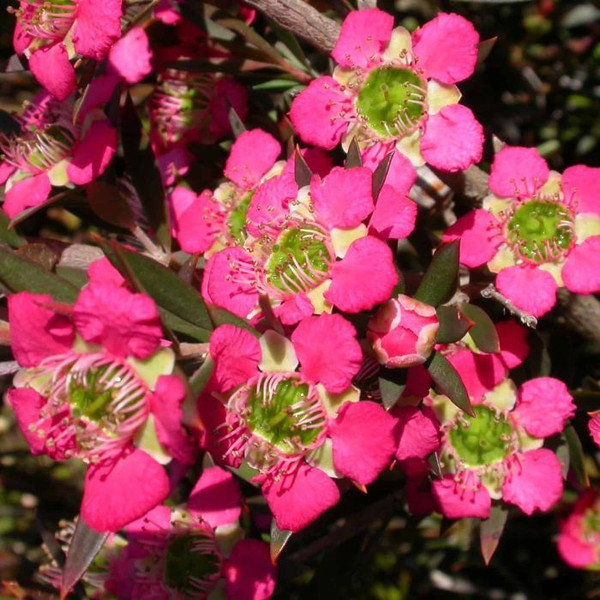 Leptospermum 'Rudolph' 8in  200mm