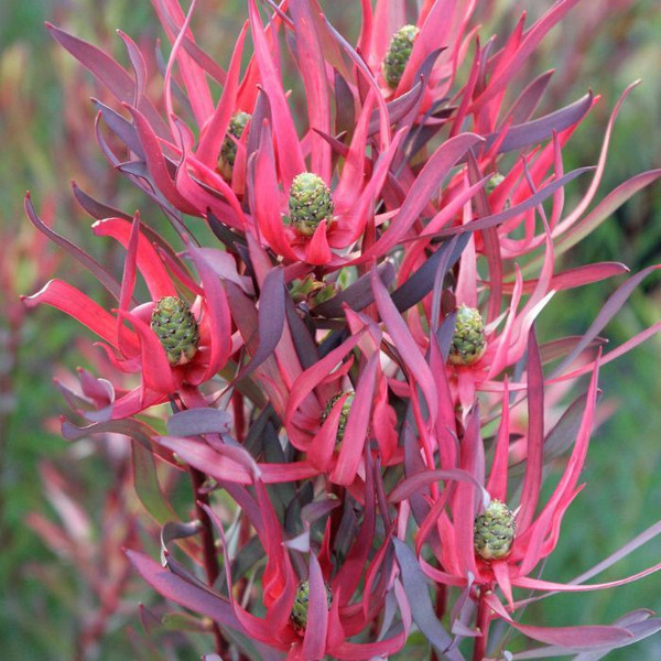 Leucadendron 'Gypsy Red' 140mm