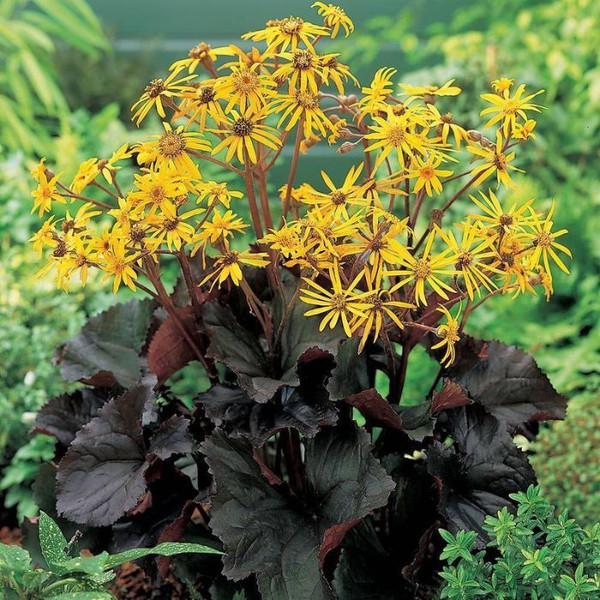 Ligularia dentata 'Mignight Lady' 180mm