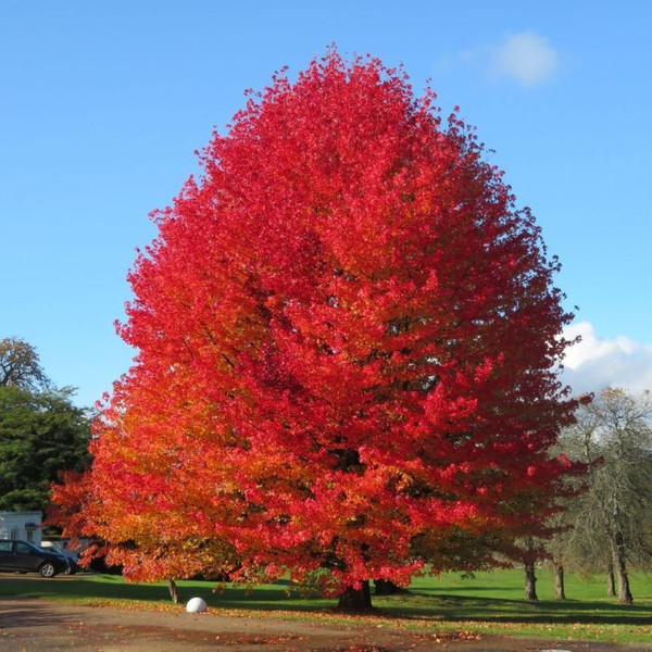 Liquidambar styraciflua 140mm