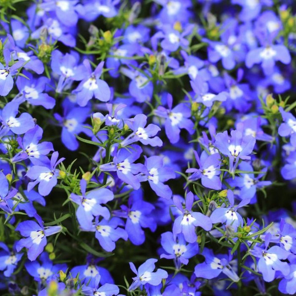 Lobelia quadrangularis 'Summer Skies' 140mm
